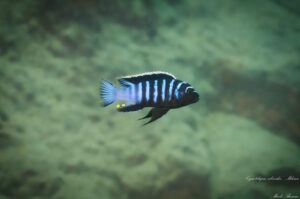 Cynotilapia zebroides 'Mdowe'
